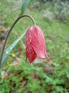 Image of Gentner's fritillary