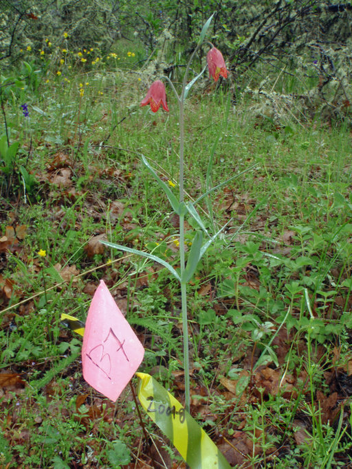 Image of Gentner's fritillary