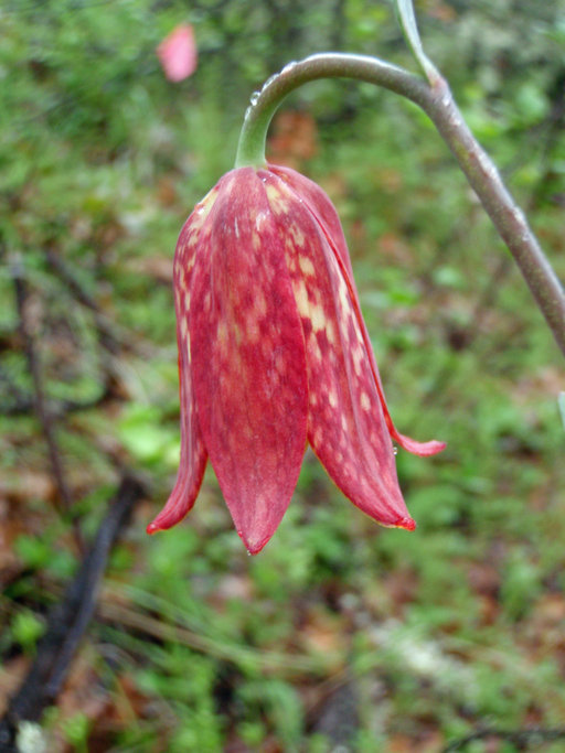 Image of Gentner's fritillary