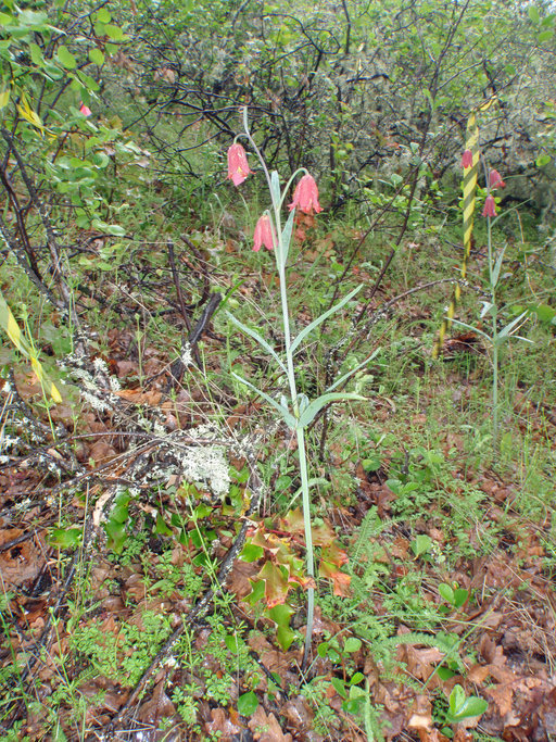 Image of Gentner's fritillary