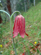 Image of Gentner's fritillary