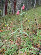 Image of Gentner's fritillary