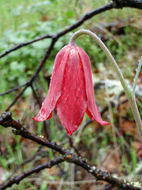 Image of Gentner's fritillary