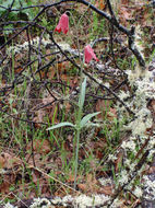 Image of Gentner's fritillary