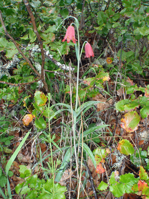 Image of Gentner's fritillary