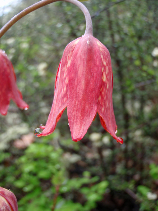 Image of Gentner's fritillary