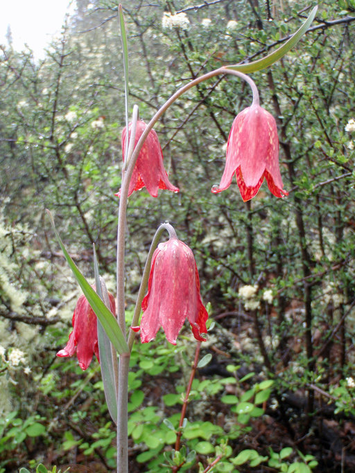 Image of Gentner's fritillary