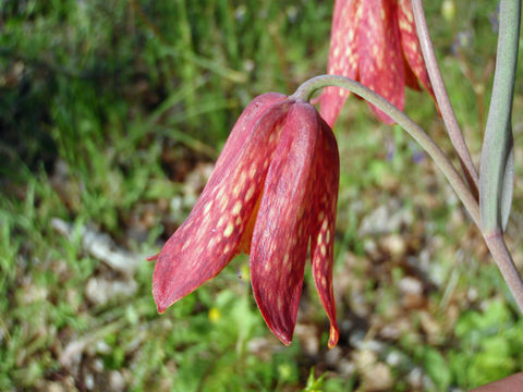 Image of Gentner's fritillary