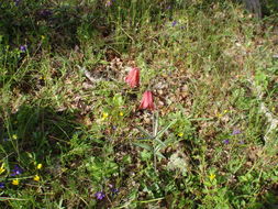 Image of Gentner's fritillary