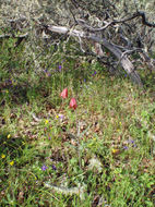 Image of Gentner's fritillary