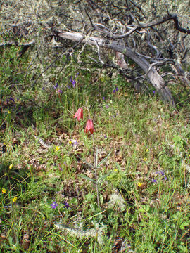 Image of Gentner's fritillary