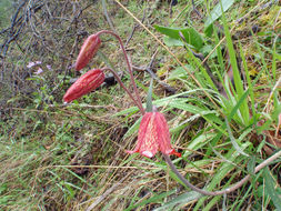 Image of Gentner's fritillary