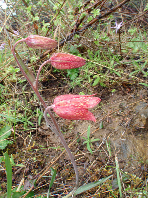 Image of Gentner's fritillary