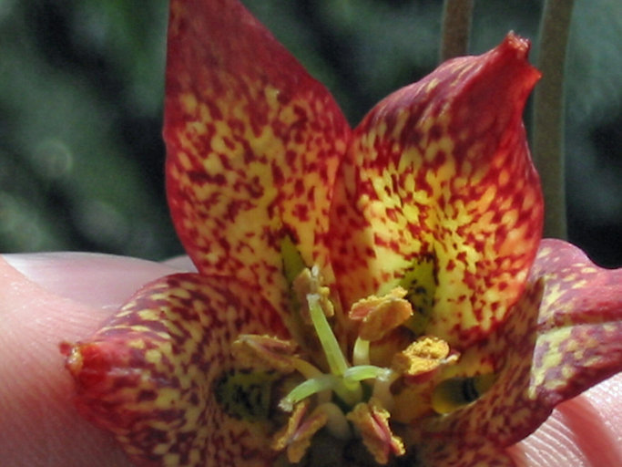 Image of Gentner's fritillary