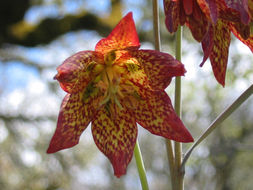 Image of Gentner's fritillary