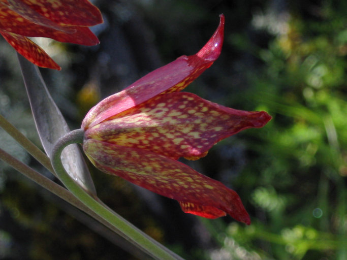 Image of Gentner's fritillary