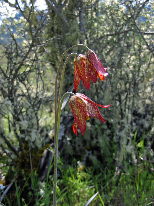 Image of Gentner's fritillary