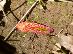 Image of Gentner's fritillary