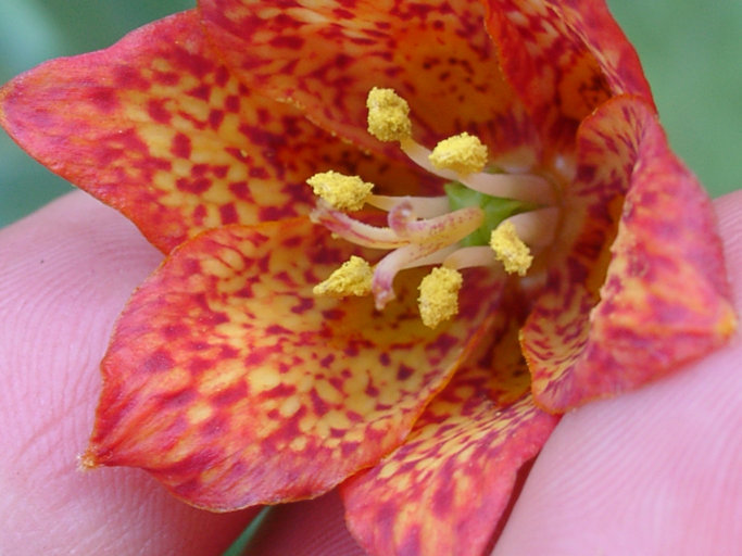 Image of Gentner's fritillary