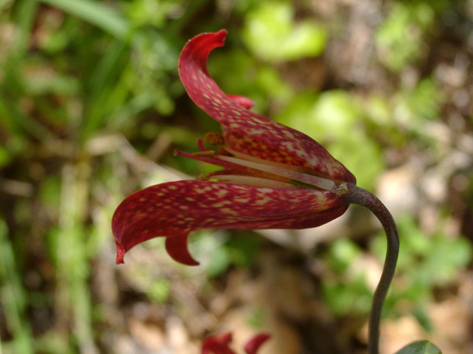 Image of Gentner's fritillary