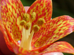 Image of Gentner's fritillary