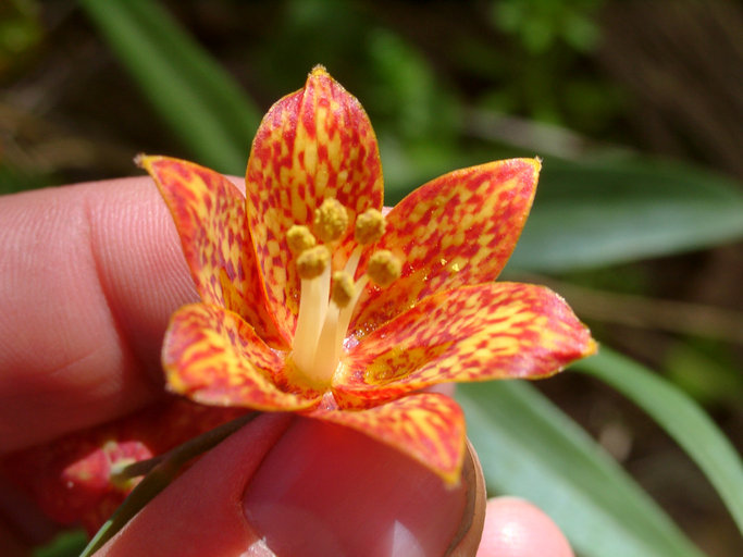 Image of Gentner's fritillary