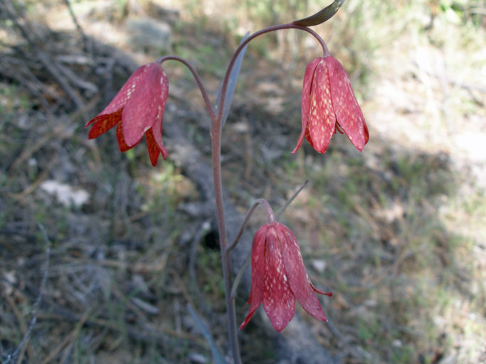 Image of Gentner's fritillary