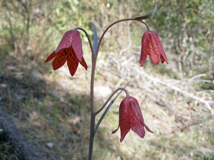 Image of Gentner's fritillary