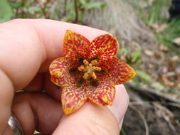 Image of Gentner's fritillary