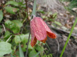 Image of Gentner's fritillary