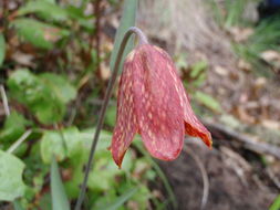 Image of Gentner's fritillary