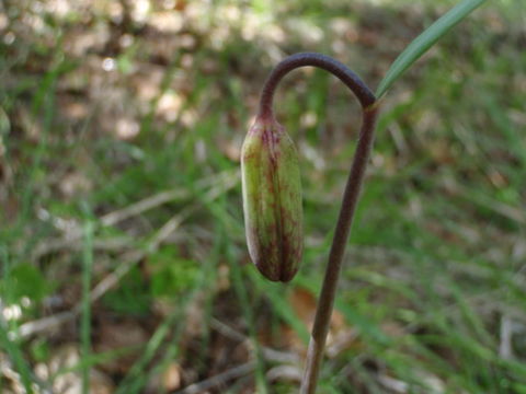 Image of Gentner's fritillary