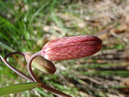 Image of Gentner's fritillary