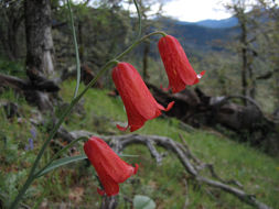 Image of scarlet fritillary