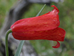 Image of scarlet fritillary