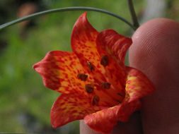 Image of scarlet fritillary