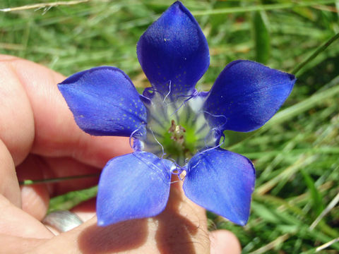 Gentiana setigera A. Gray resmi