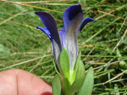 Image of Mendocino gentian