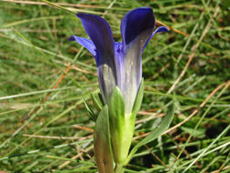 Image of Mendocino gentian