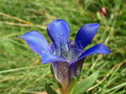 Image of Mendocino gentian