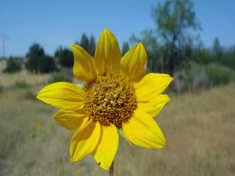 Image of serpentine sunflower