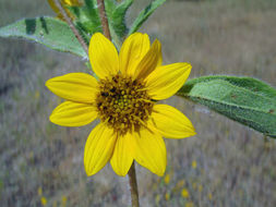 Image of serpentine sunflower