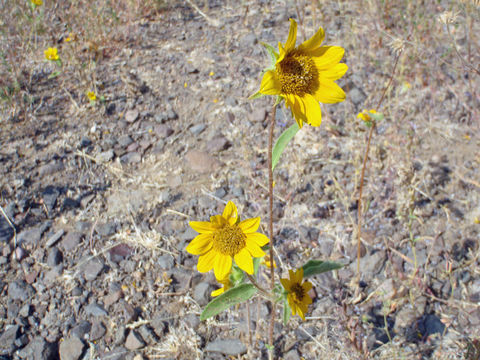 Image of serpentine sunflower