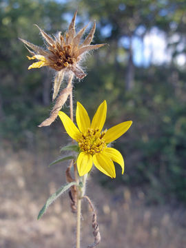 Image of serpentine sunflower