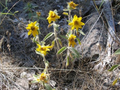 Image of serpentine sunflower