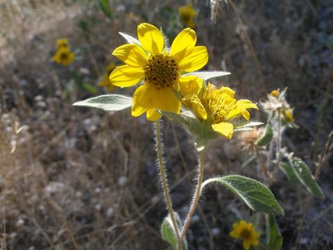 Image of serpentine sunflower