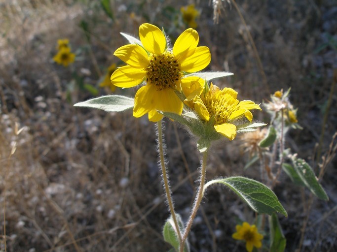 Image of serpentine sunflower