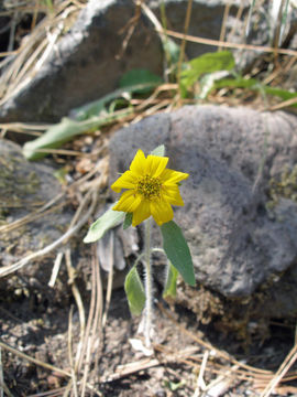 Image of serpentine sunflower