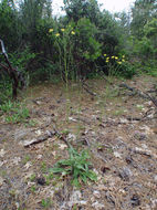 Image of Greene's hawkweed