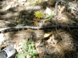 Image of Greene's hawkweed